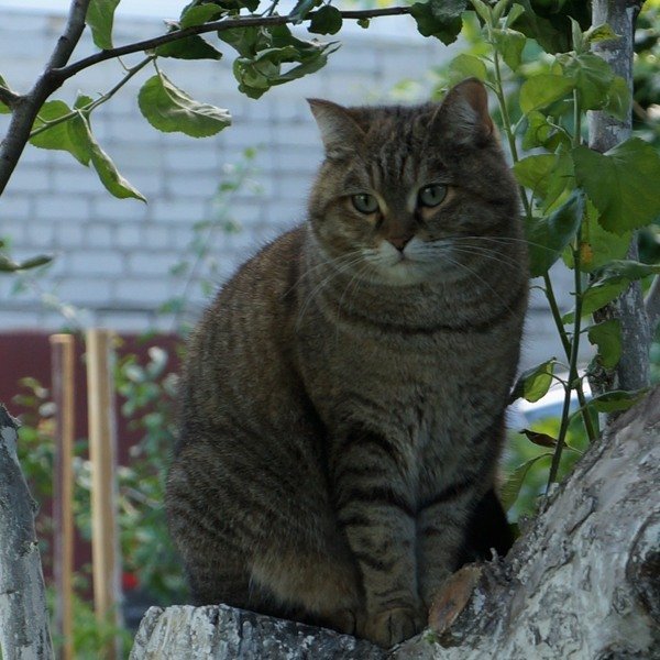 Фотография кошки Матрёны на яблоне - Юрий А. Денисов