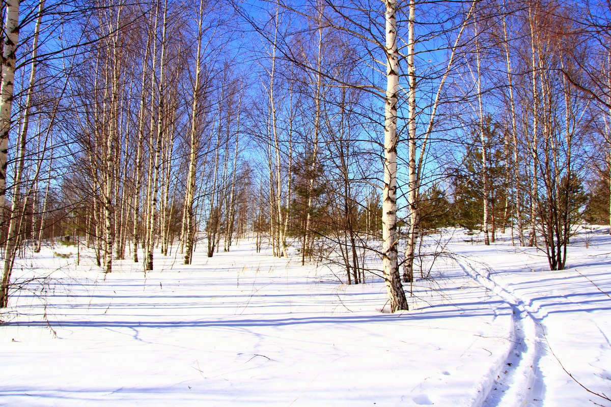 Лыжня в лесу - Наталья Серегина