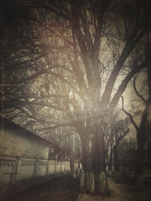 Старое дерево - Eugene Kurenko