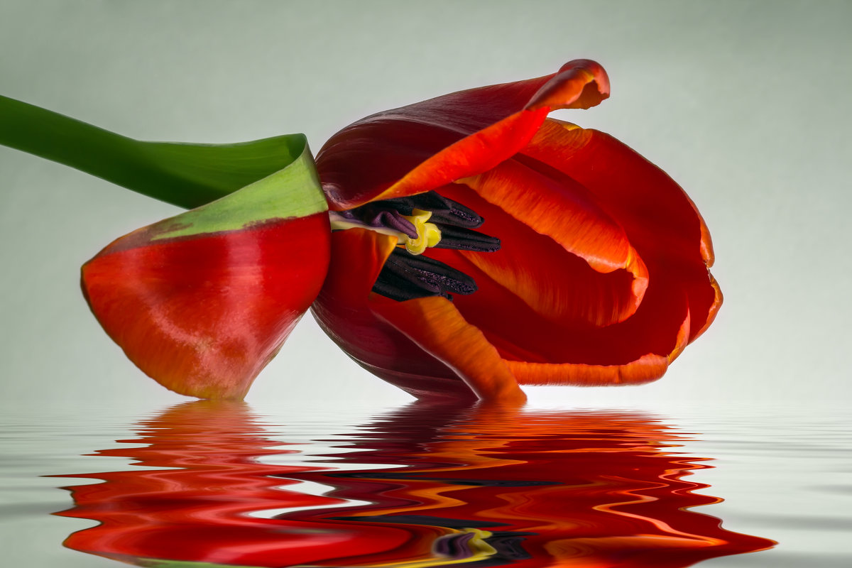 Тюльпан с отражением - Светлана Л.
