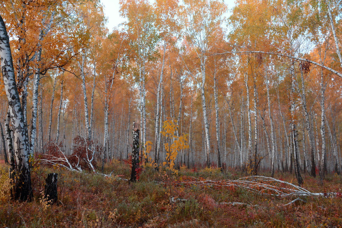 Осенний краски леса - TATI MALININA