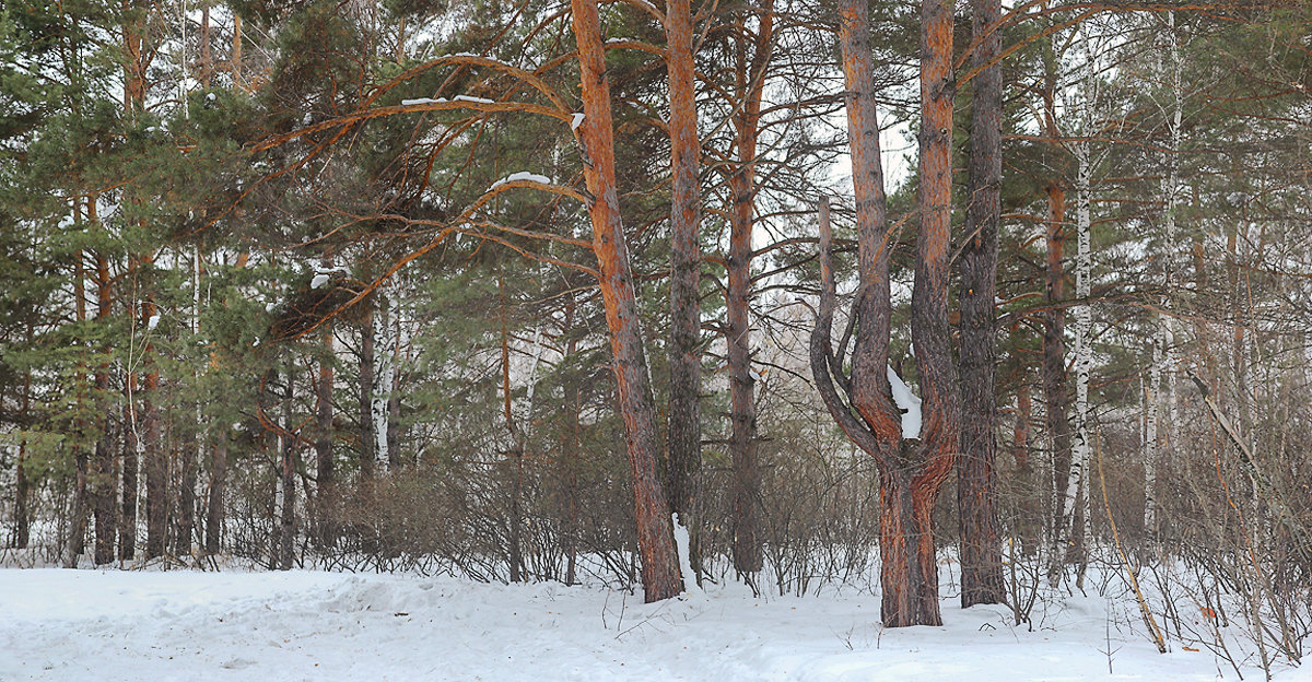 Смешанный лес. - Kassen Kussulbaev