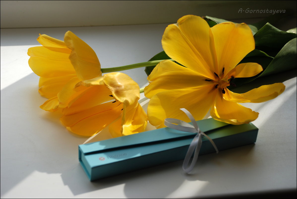 Желтые тюльпаны. - Anna Gornostayeva