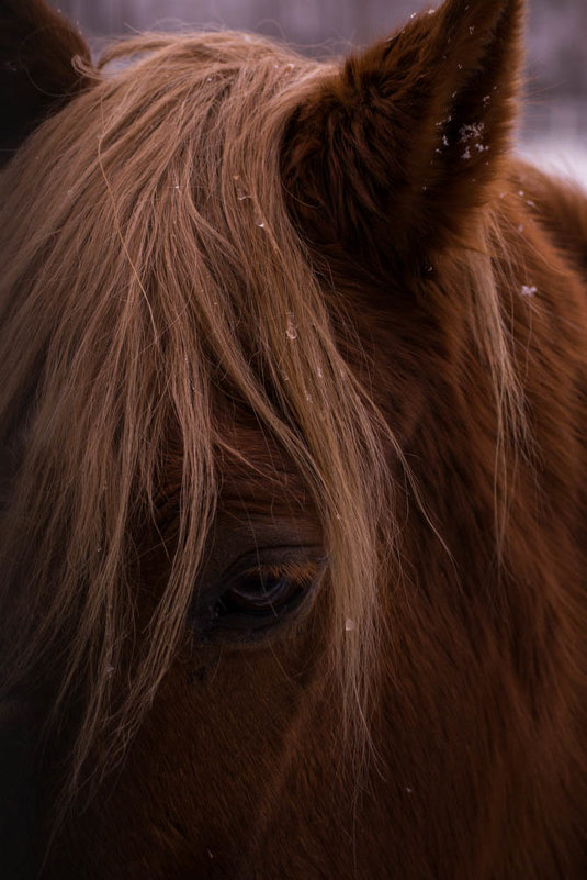 Лошадь - Marianna Bolavneva