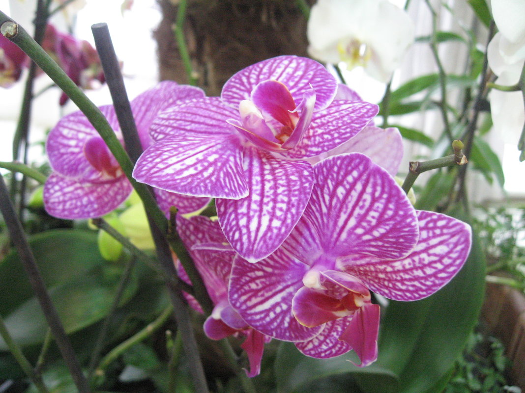 Орхидеи - Джулия К.