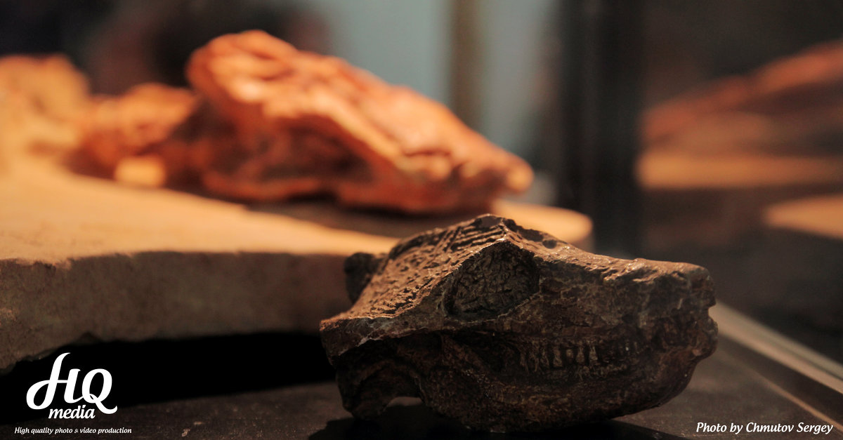 Маленький череп динозавра - Сергей 