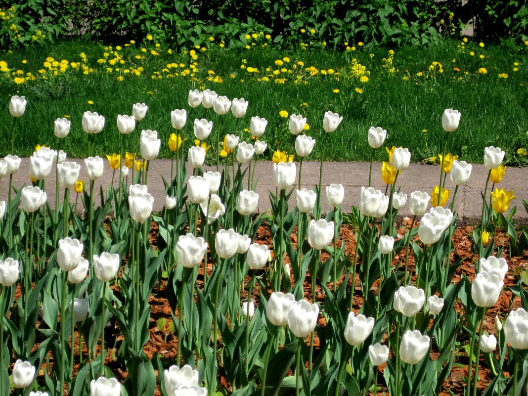 Белые тюльпаны - Елена Семигина