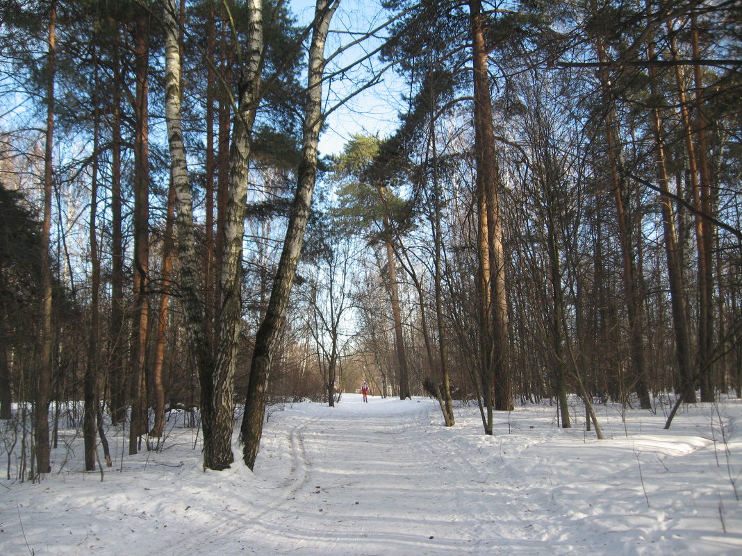 Сказочный лес - Джулия К.