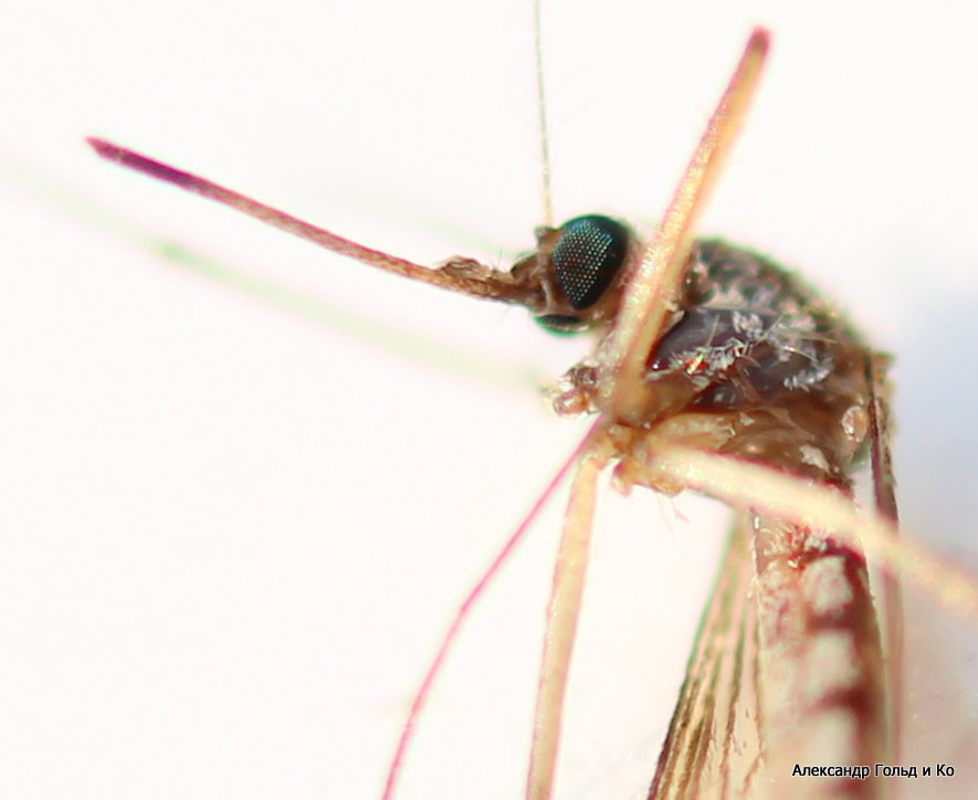 сетчатка комара - Alexandr Gold 
