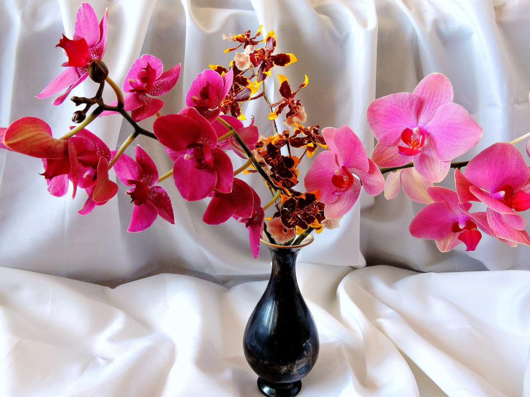 Мои орхидеи для вас дорогие женщины !!!!! Будьте счастливы и любимы !!!! - Hаталья Беклова