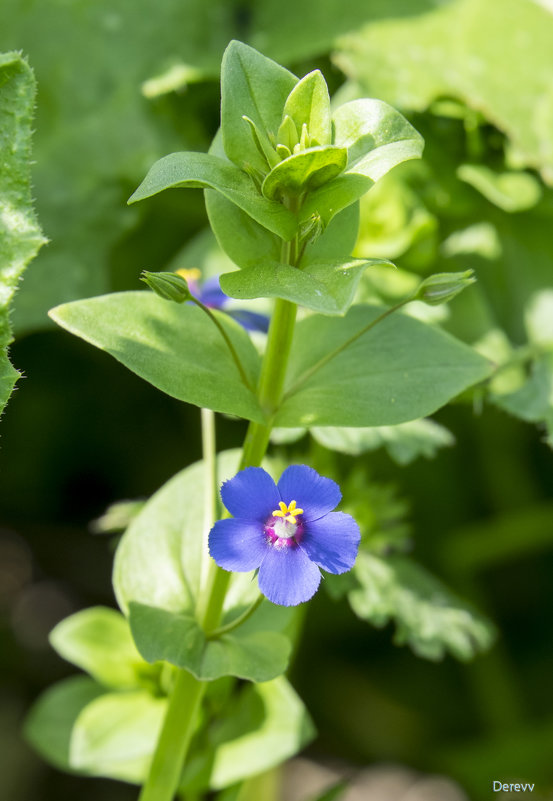 Anagallis arvensis - Александр Деревяшкин