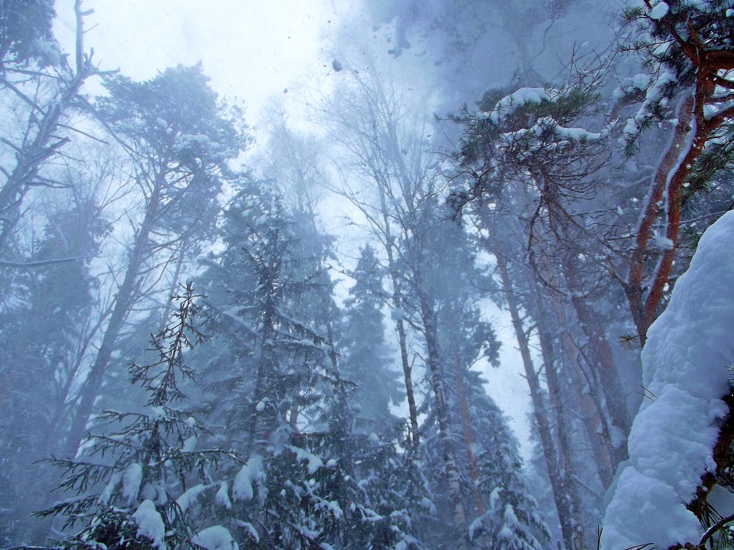 зима в лесу - Mavr -