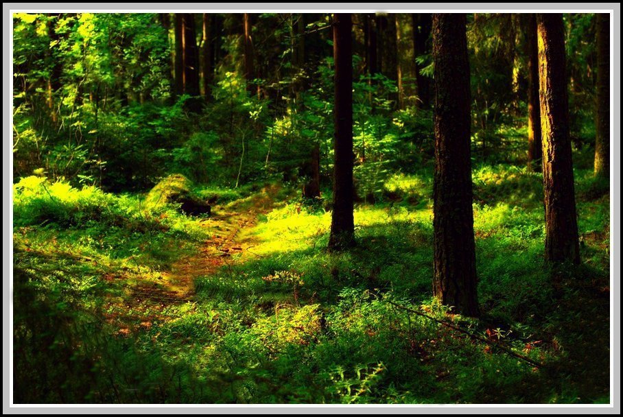 Утро в лесу - Григорий Кучушев