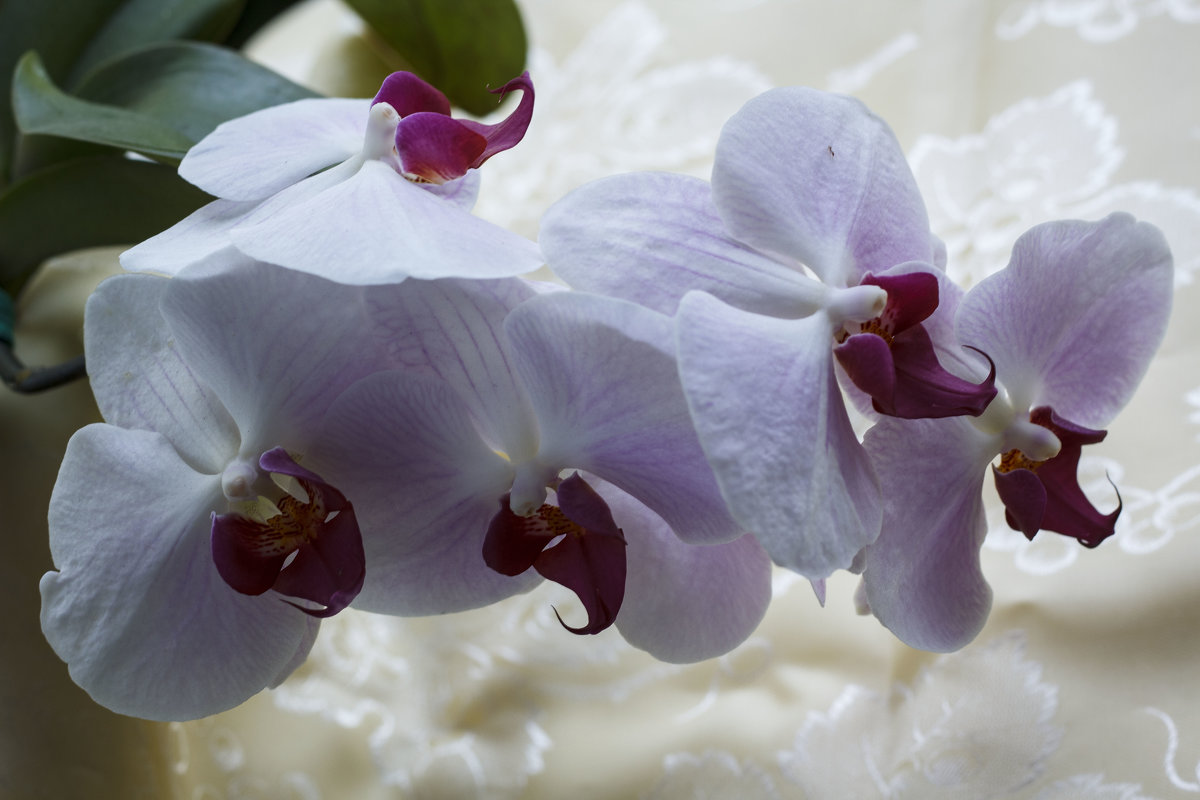 Орхидеи - Aнна Зарубина