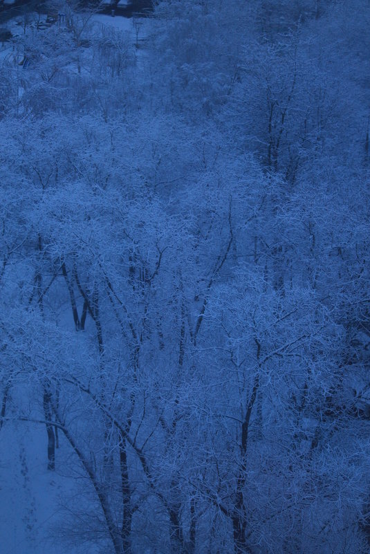 деревья в снегу - нестор сидоров