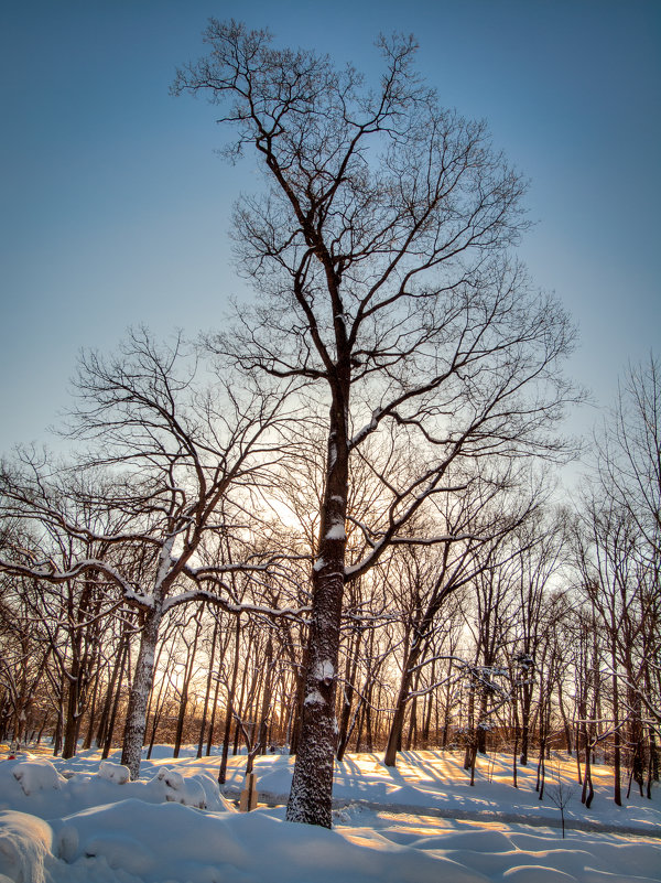 Willson&#39;s Woods Park, NYC - Vadim Raskin