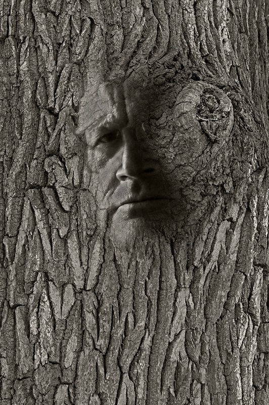 лик  дерева - Galina 