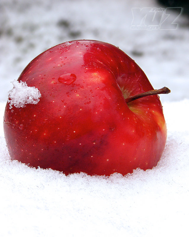 яблоко на снегу - Юрий Захаров
