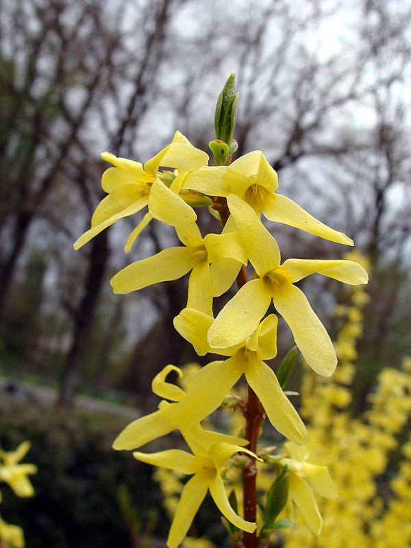 Forsythia / Форзиция - laana laadas