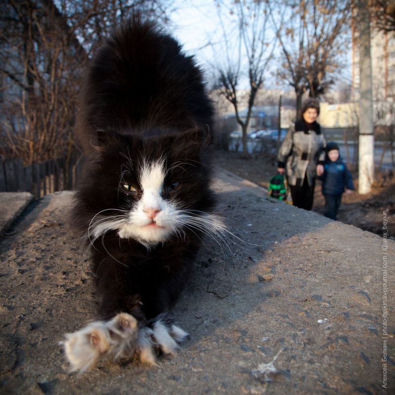 Бездомные котики - alex_belkin Алексей Белкин