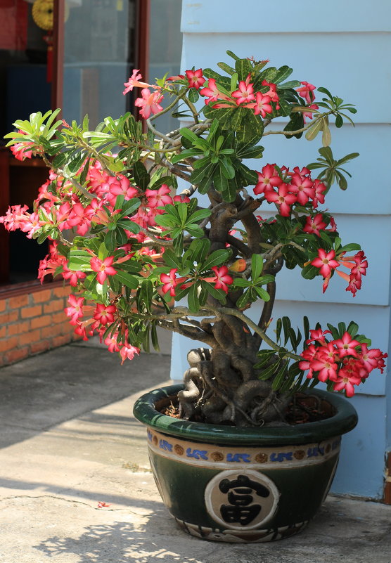цветы Вьетнама - Олеся 