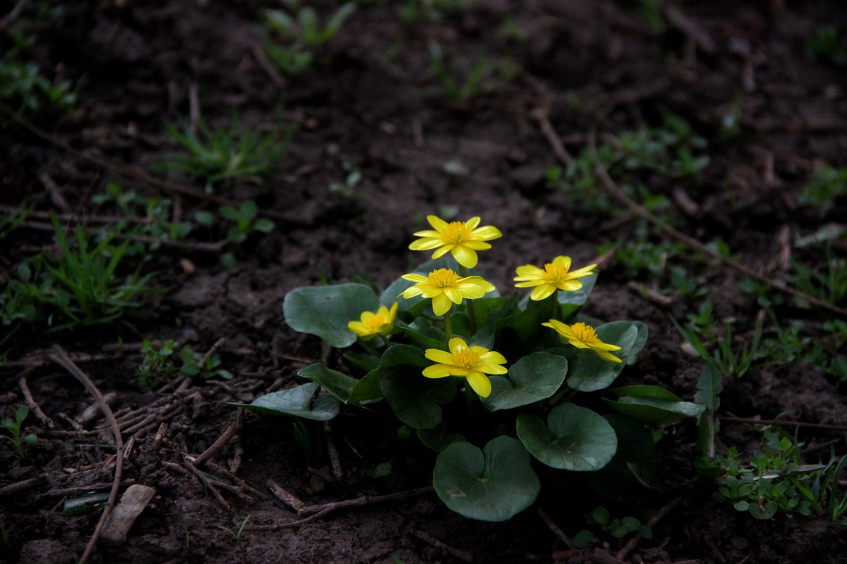 Spring Time - Полина Воркачева