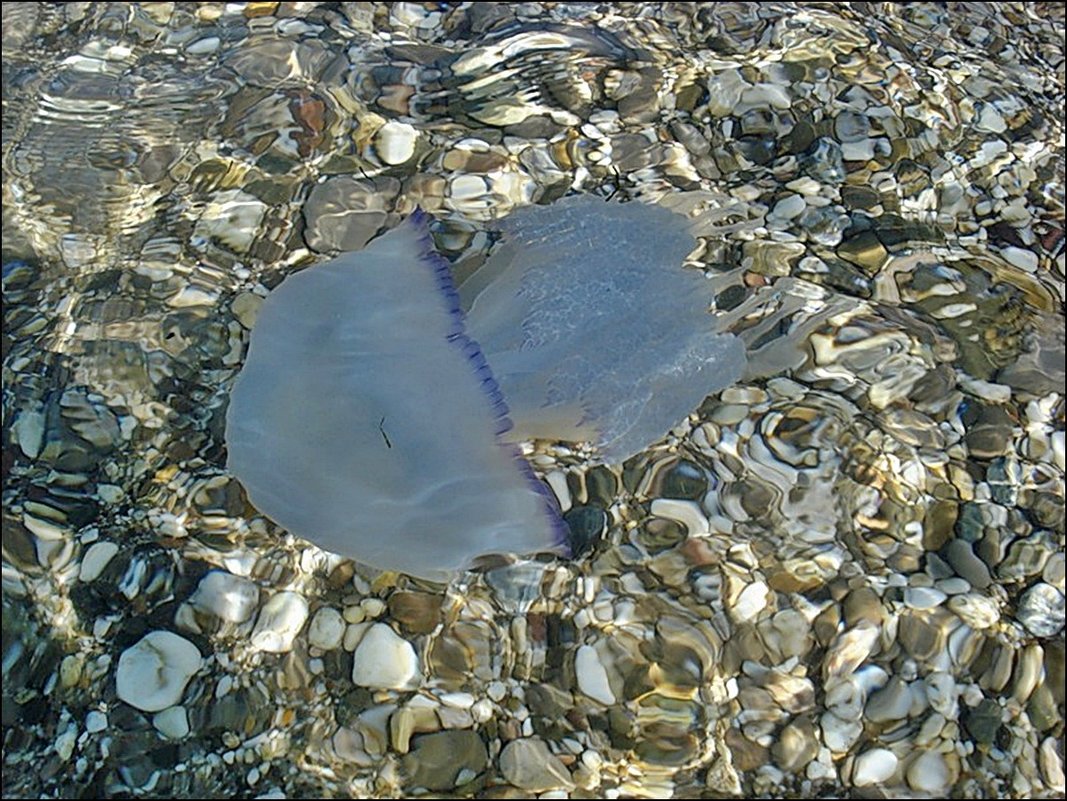 Голубая медуза - Нина Корешкова