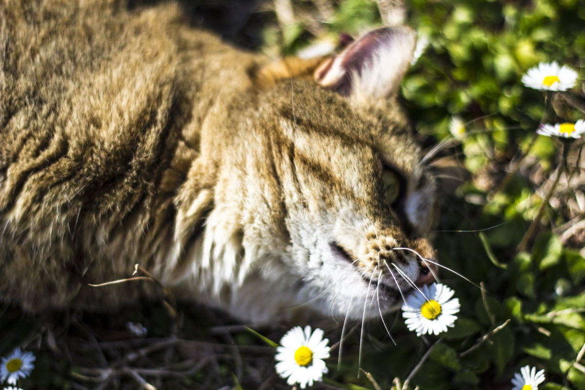 цветочек для кошки - fatima 