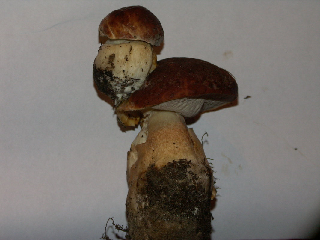 белый гриб (боровик) - сергей 