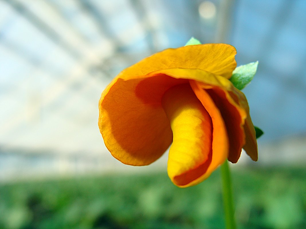 Viola cornuta  Rocky Tangerine - laana laadas