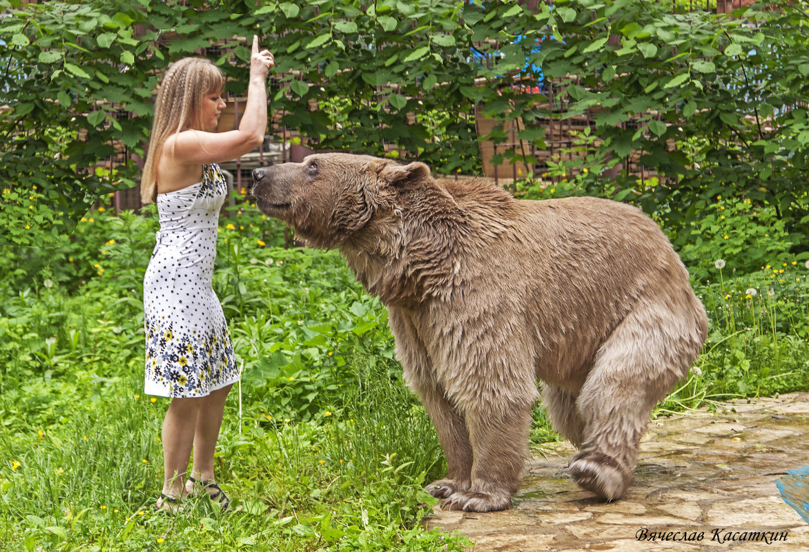 Дрессировка медведя - Вячеслав Касаткин