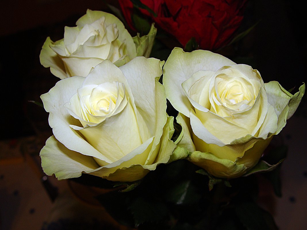 Белые розы - laana laadas