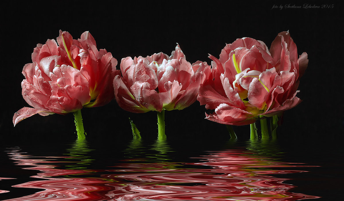 Тюльпаны с отражением - Светлана Л.