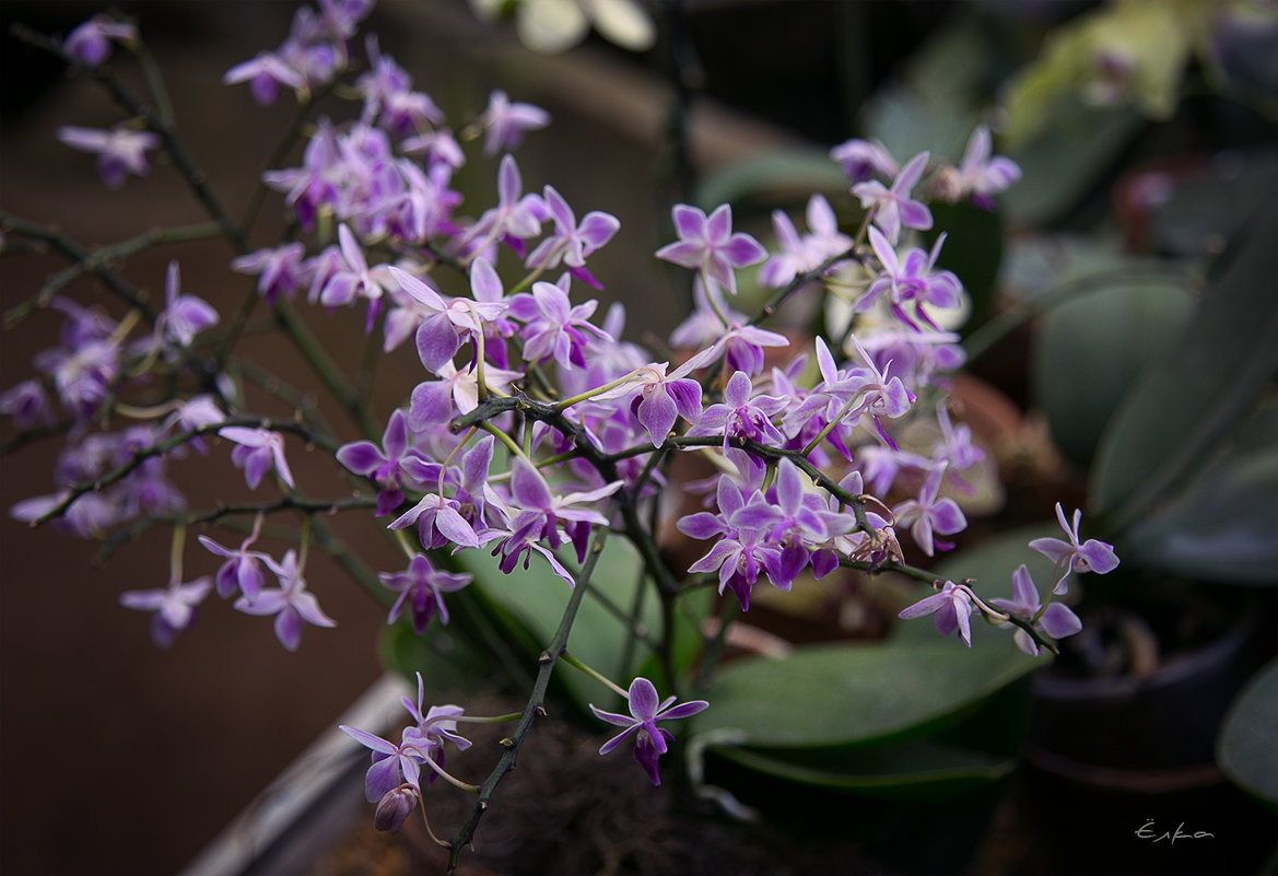 эти загадочные орхидеи - Эльмира Суворова