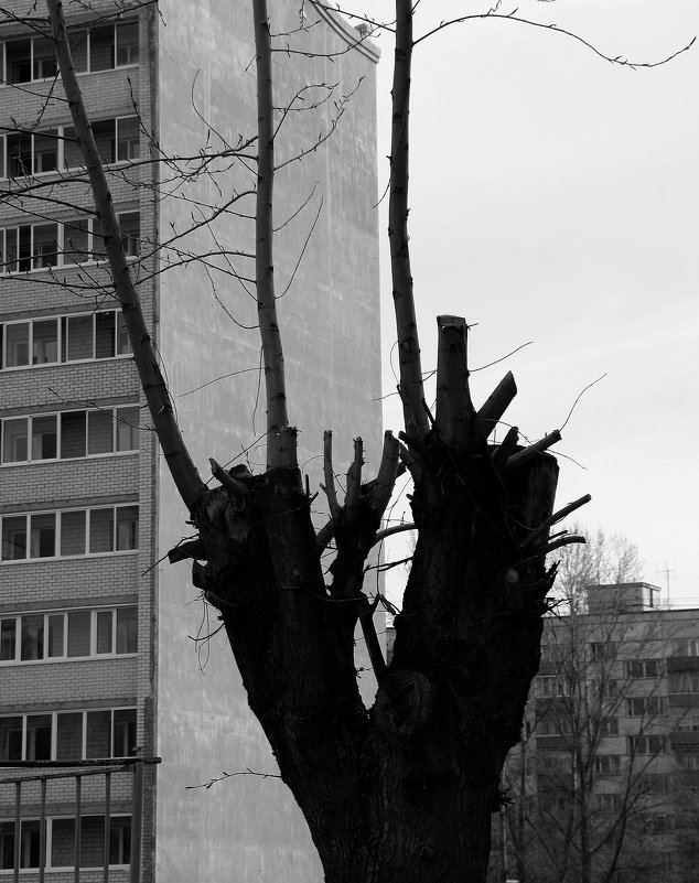 Городское  дерево. - Валерия  Полещикова 