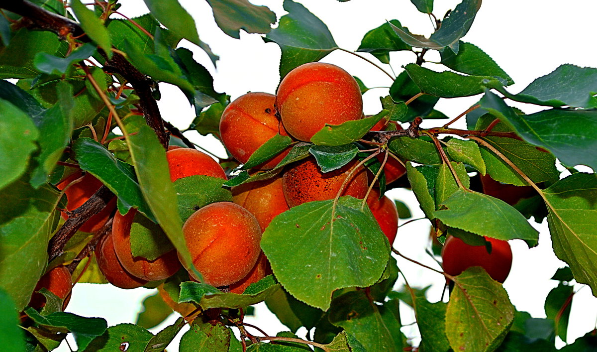 Лето с ароматом абрикосов - *ALISA* ( minck55 )