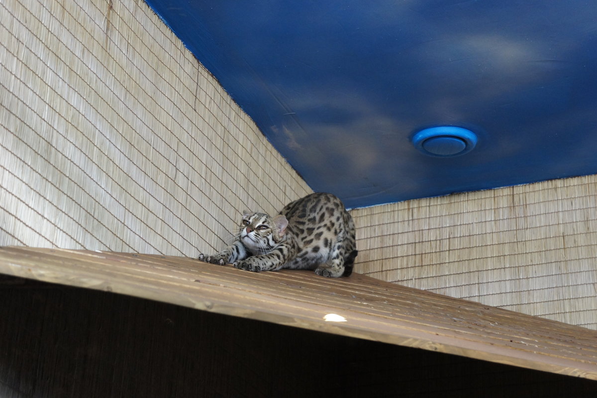Азиатский леопардовый кот - Елена Павлова (Смолова)