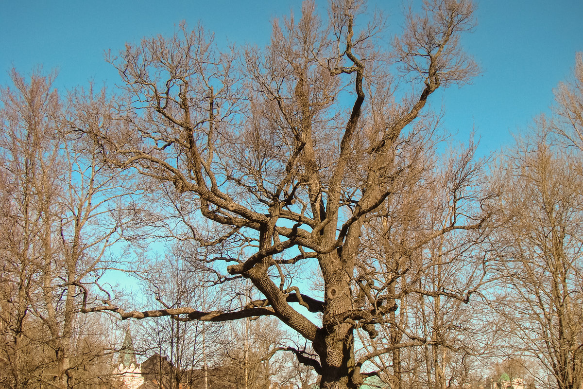 Дерево с ветвями - Герман 