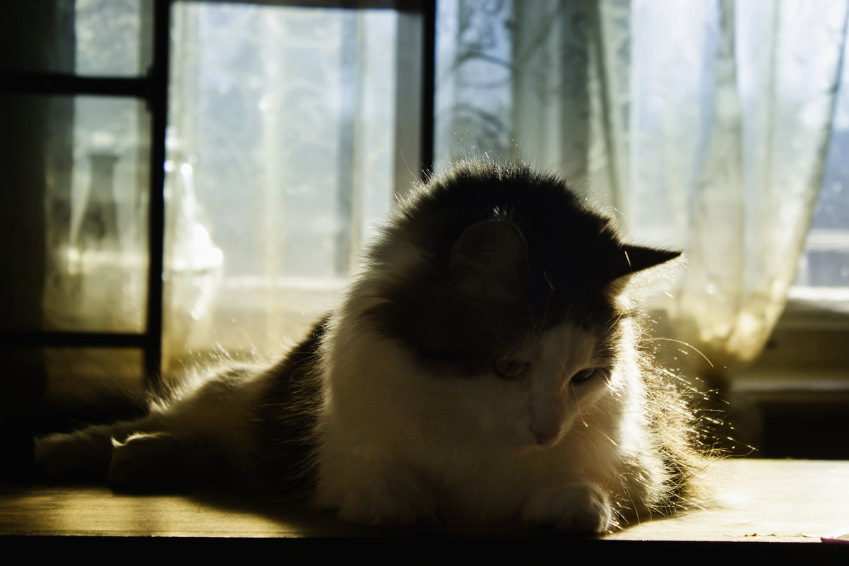 Задумчивый кот - Gleipneir Дария