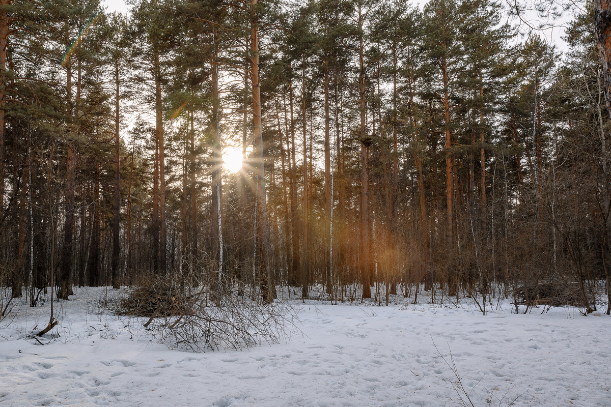 Весенний закат в лесу - (A-Eagle) Андрей Орлов