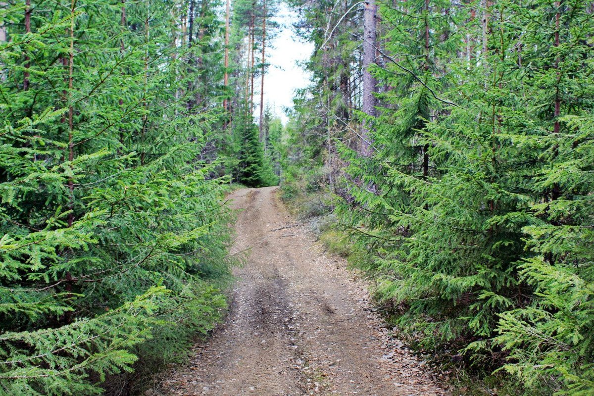 Карельские леса - Кристина Cоль