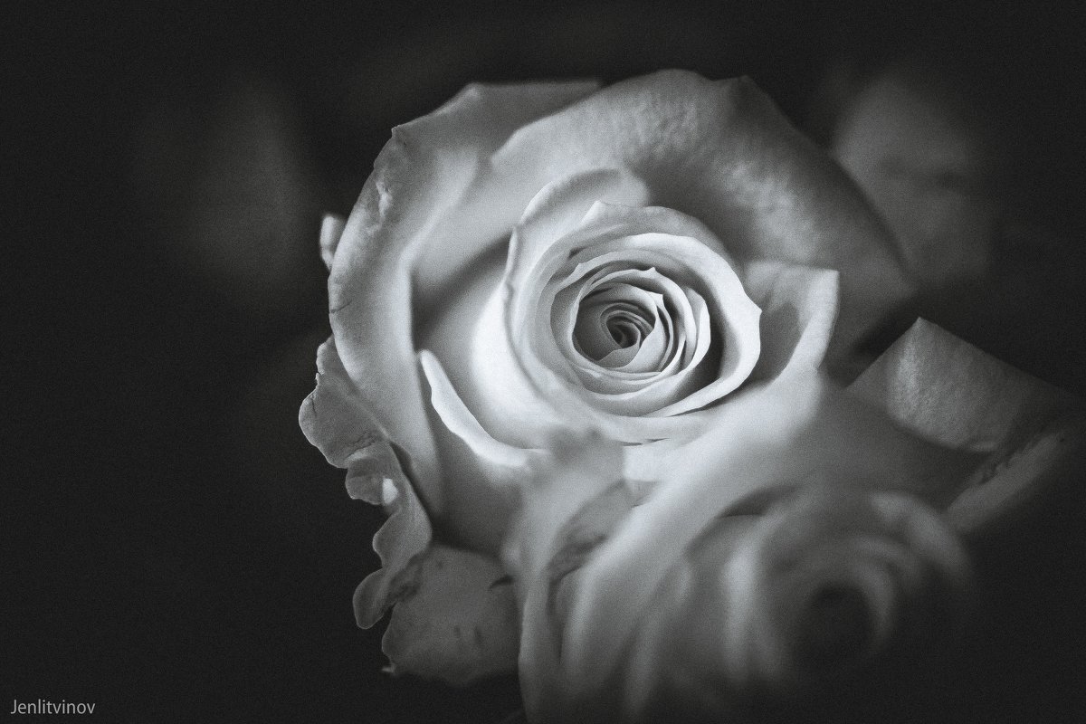 розы - Евгений Литвинов