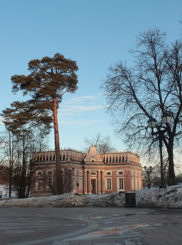 Сосна - Александра 