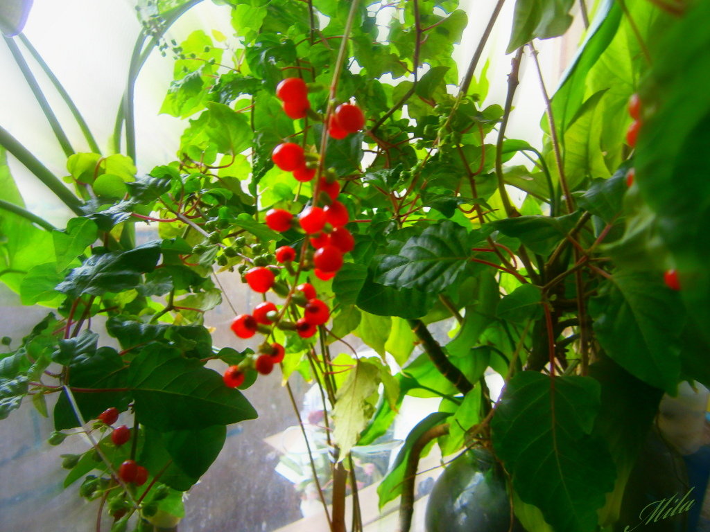 Это растение ..радует нас ягодами даже зимой!!! - Людмила Богданова (Скачко)