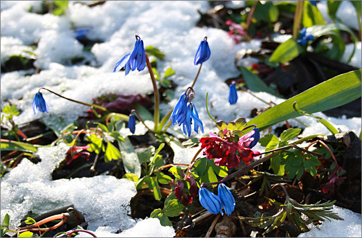 Цветы под снегом. - Лев Колтыпин 
