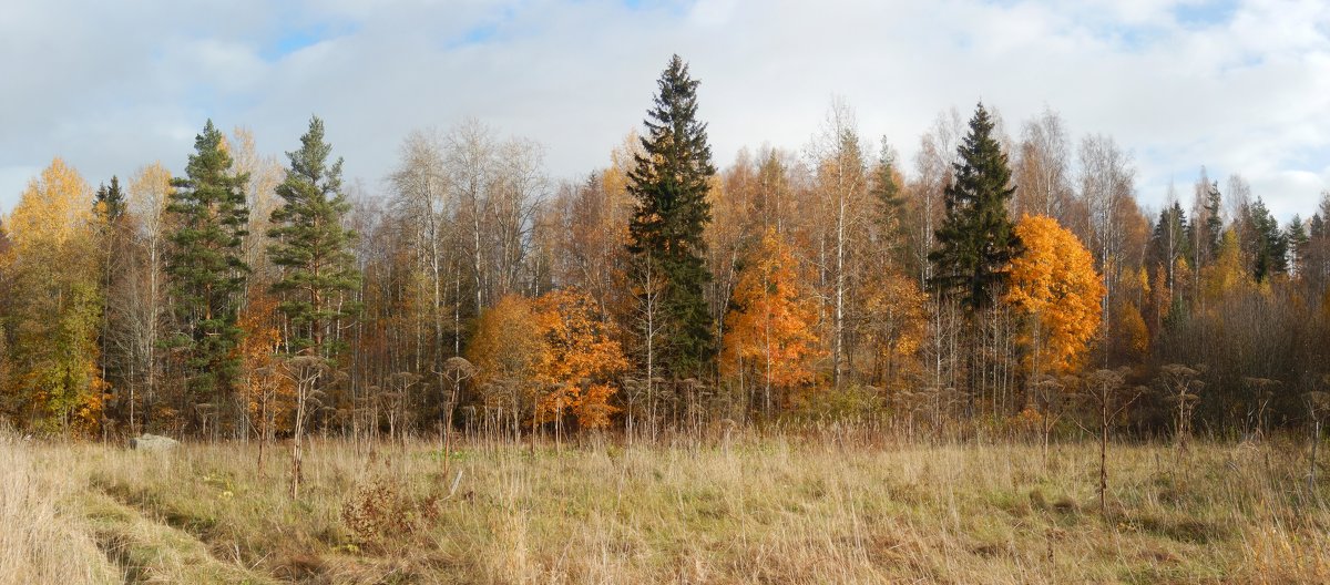 Панорама осеннего леса - genar-58 '