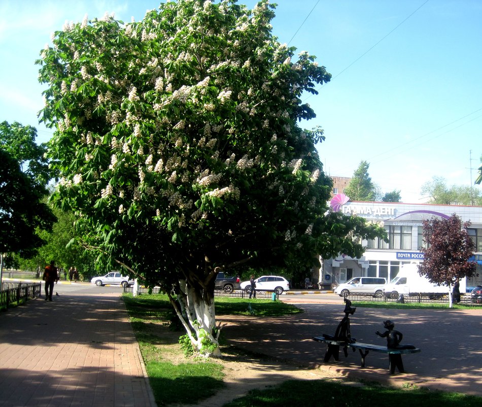 Цветение каштанов в городе - Елена Семигина