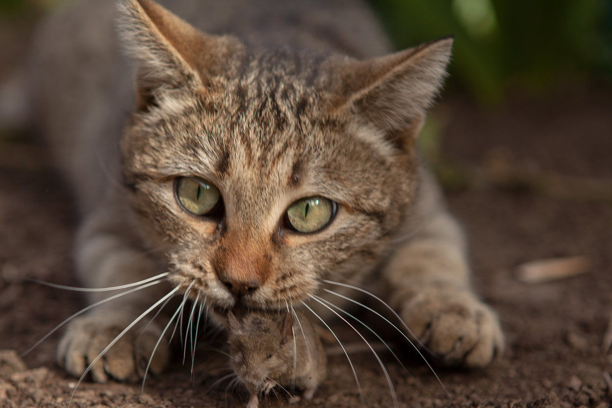 *** - Юрий Коротун