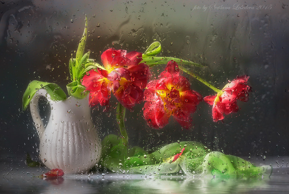 Букет тюльпанов за мокрым стеклом - Светлана Л.