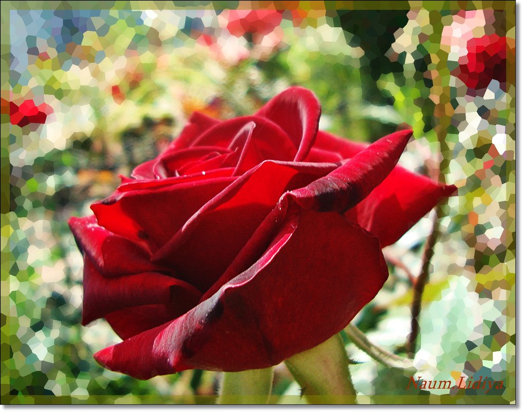 Роза любви - Лидия (naum.lidiya)